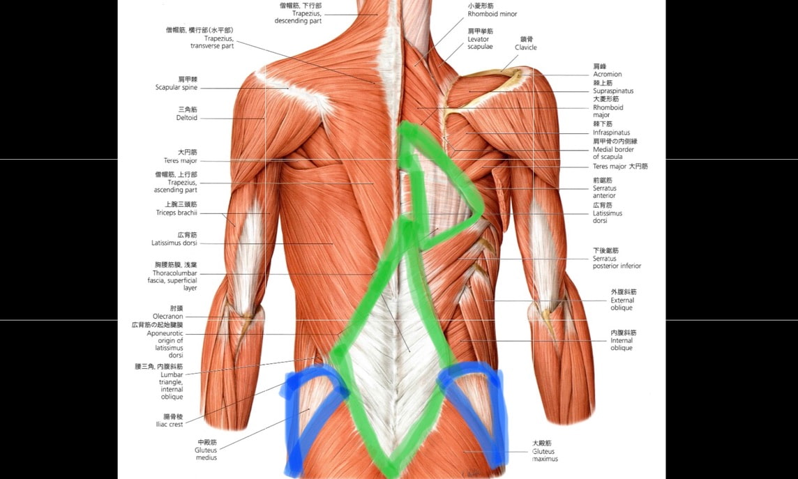 胸腰筋膜